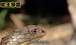 蛇视频动物世界,动物世界中的神秘蛇族传奇